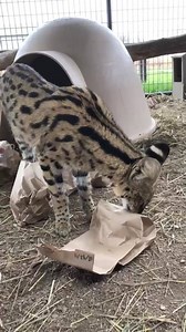 1.5K views · 62 reactions | Our jungle juniors and safari camp squad...