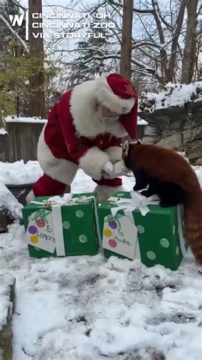 Santa Claus went on an early quest to make sure no one was left out this Christmas! Some special holiday gifts for the animals at the Cincinnati Zoo! | WeatherNation