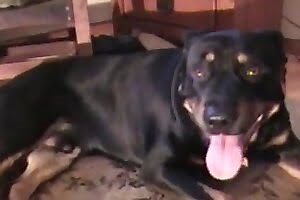 Freaking guy having sex with a trained dog