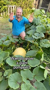 95K views · 1.4K reactions | I’m growing my giant pumpkin in my...