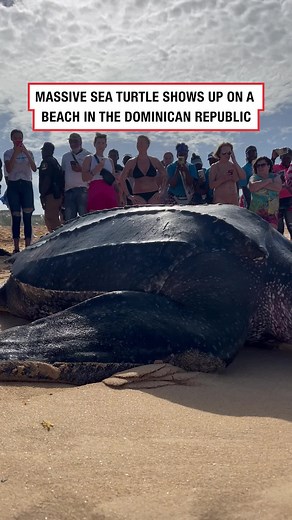 Giant Leatherback Sea Turtle: Majestic Encounter Underwater