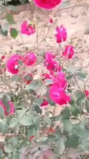 #suna suna h jaha song #cute view #bag for gulab #youtubeshorts