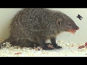 La petite Mangouste rayée paisible et violente - Safari de Peaugres (Ardèche) France