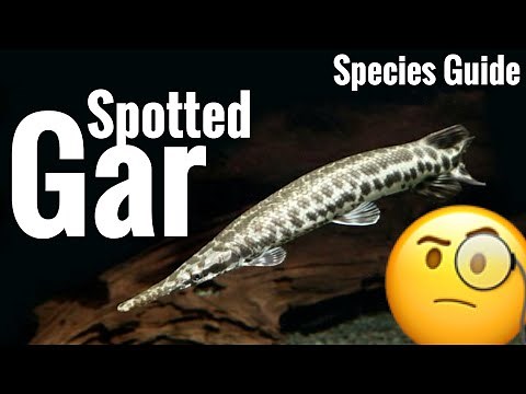 Spotted Gar Aquarium Care