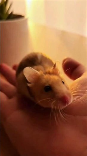 This Tiny Hamster Climbed Into My Hand 🐹✨ (Soft Cozy Moment)