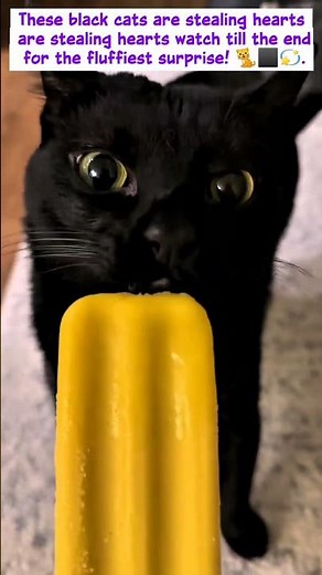Black Cat Magic 🖤 | Cutest Compilation Ever!#blackcats #catlovers