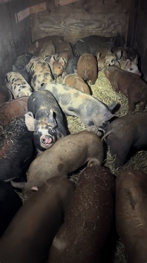 The Sounds of Sleeping Piglets: A Farm Life Experience
