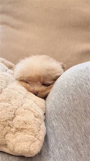 有多少人儿时的梦想是和一只小狗一起长大？ #万物可爱计划 #宅家治愈记 #我发的萌宠就是最棒的 #被小狗治愈的一万个瞬间 #潦草小狗小宝