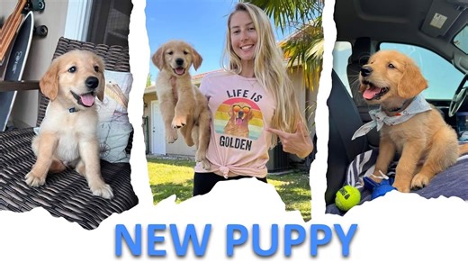 Picking Up My DREAM PUPPY Golden Retriever!