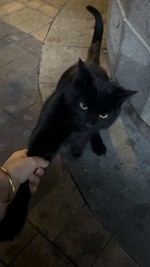 Adopting a Black Cat: My Unexpected Companion