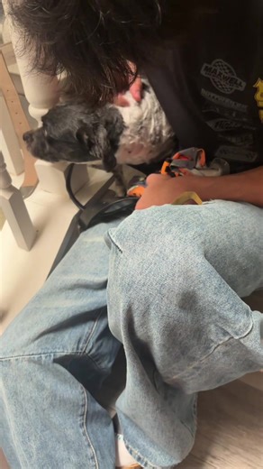 dogs be getting jelly