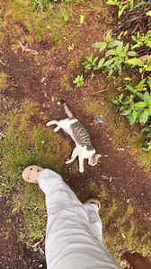 Comel kucing anak bang muji dan kak ina #kucing #comel | Ario Permata Sari Kedua