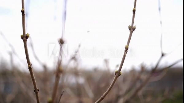 Budding trees. Tree buds. Tree branches covered with buds. Tree care. Early spring, selective focus.