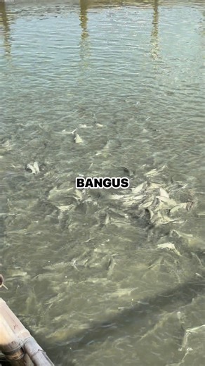 116 reactions · 23 shares | Basta bangus sa Fish Cage, lami gyud na! | Bai EngrBagz | Facebook