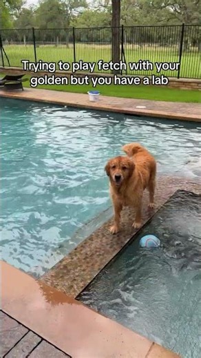 Ball is life 🤣🐶