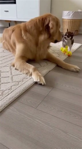 The Golden Retriever Lasted 2 Seconds… Then Yeeted the Chihuahua 🐶🗑️ #funny #dog #chihuahua #gaudan