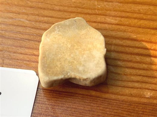 Cretaceous Fossil Refrigerator Magnet - Etsy