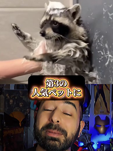 アライグマが進化してる？！？！#ペット #動物 #人気 #アライグマ