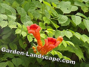Plants: Cutting the Trumpet Tree - Tips for Catalpa bignonioides nana | 2025