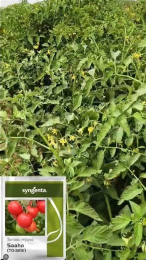 Indian tomato agriculture #viral #share #farming