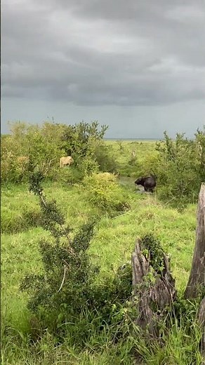 The Marsh Pride of Lions hunting buffalo, Masai Mara, Kenya