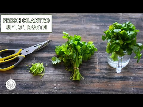 How To Keep Cilantro Fresh For 1 Month In The Fridge