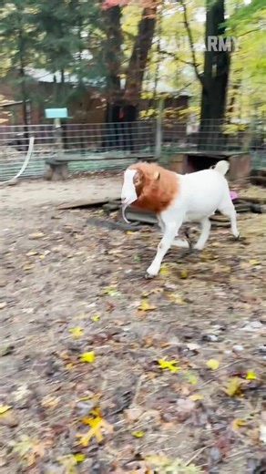 King of The Petting Zoo! 🐐🦁#FailArmy @kendras_gotwood ..#pettingzoo #fail #funny #funnyfail