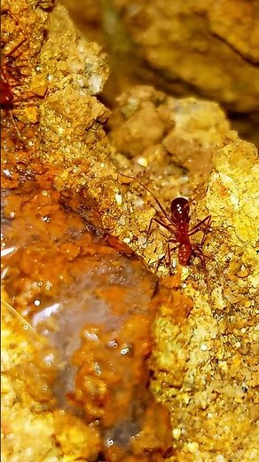 Tiny Red Ants at Work 🐜 | Amazing Macro Nature Close-Up in 4K#shorts