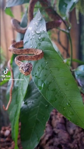 Bioactive Amazon Tree Boa Enclosure