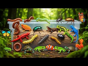 Unbelievable Rainforest Discovery! Catching Colorful Frogs, Lizards & Rare Insects