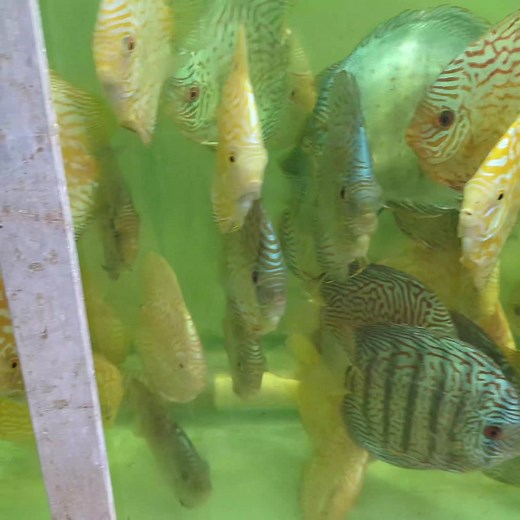Plenty for next week's orders. | Jack Wattley Discus