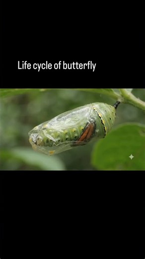 Life cycle of butterfly