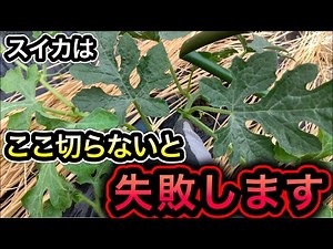A diagram explaining how to grow four watermelon vines and the important pinching off of the gran...