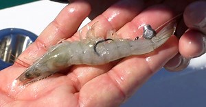 2 Ways To Rig FROZEN SHRIMP For Reef Fishing
