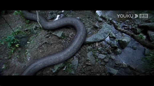 The man took out a dagger and smashed the snake eggs without any scruples! 男人对着蛇蛋拿出匕首，无所顾忌地砸开了蛇蛋！ #蛇岛狂蟒 #SnakeIslandPython #优酷电影 #youkumovie | Youku Movie