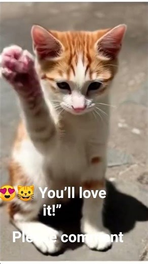 #“Little Cute Cat Playing So Sweet 😍🐱 You’ll fall in love instantly ✨”