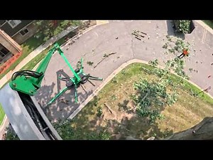 Tree removal | Start to Finish