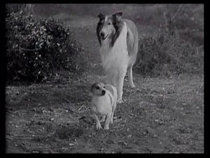 Lassie - Episode 144 - "The Storm" - Season 5, Episode 1 (09/07/1958)