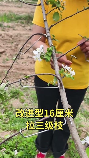 Fruit Tree Branch Pulling Method 🌳✨ Soften First Then Shape Perfectly Every Time
