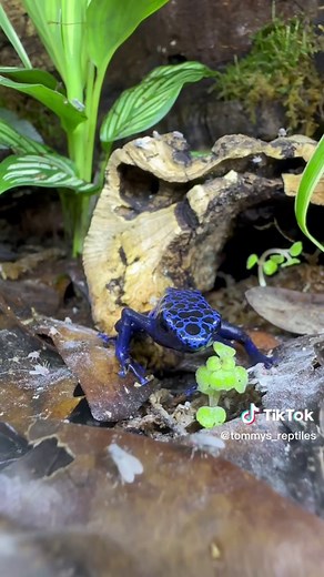 Dart Frogs Eating - Fascinating Amphibian Feeding Behavior