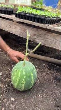 Growing Watermelons in a Greenhouse – Sorting the Watermelon Mess!