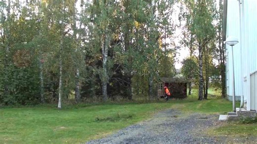 Using a Stihl MS400 C-M and Stalpen Tree Jack to Cut Down Trees