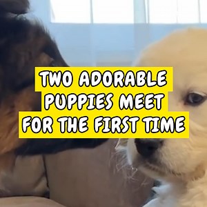 1.5M views · 35K reactions | These two incredible cute puppies were introduced together and they are simply adorable  | Happiest | Facebook