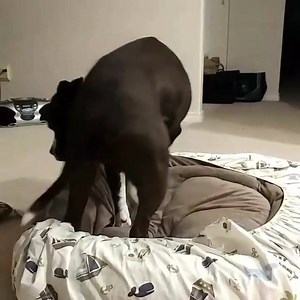 9K views · 749 reactions | Já dizia o filósofo : "cada um, cada um"  Boa noite pessoal! Via @thecowpitbull #recantodospitbulls #adoteumpitbull #pitbulls #Goiânia #farminabr #nutripet | Recanto Dos Pit Bulls | Facebook