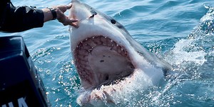 Great white shark 'hotspot' off Cape Cod one of largest in world, study finds