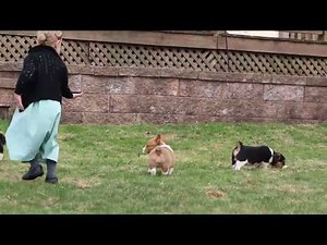 Welsh Corgi Mix Puppies For Sale