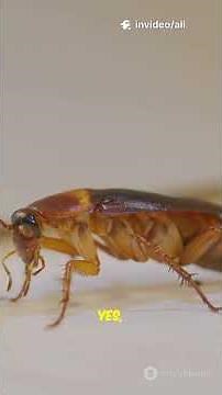 The American Cockroach ..Secrets of the Giant Flying Water Bug