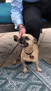 Pierre the CHUG is looking for a forever home! He is 4-5 years old about 11-12 lbs and nothing but love! He is housebroken, great with kids, dogs & people❤️ if you are interested in adopting him please Text Tee 310-490-3337 or DM us at Tobies Small Dog Rescue | Tobies Small Dog Rescue