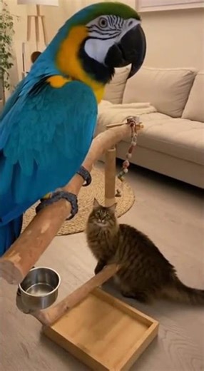 Parrot Imitates Cat’s Meow Perfectly