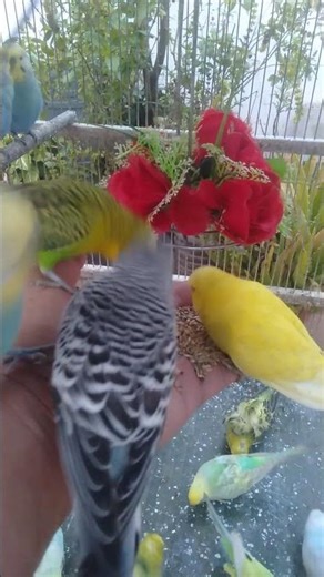 Nordisk dag med burfugl ☁️🐦 #dagligro #undulat